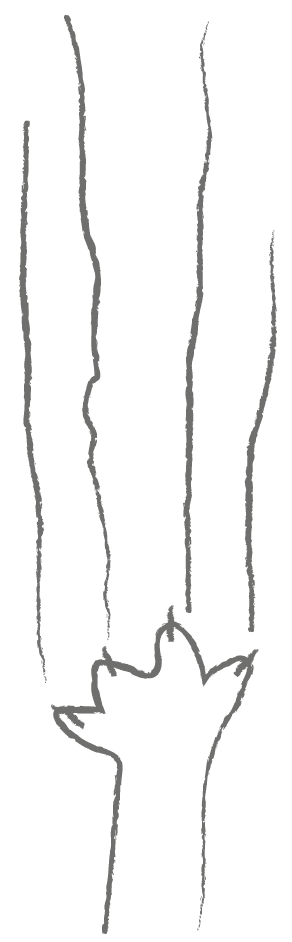 Gráfico decorativo inferior